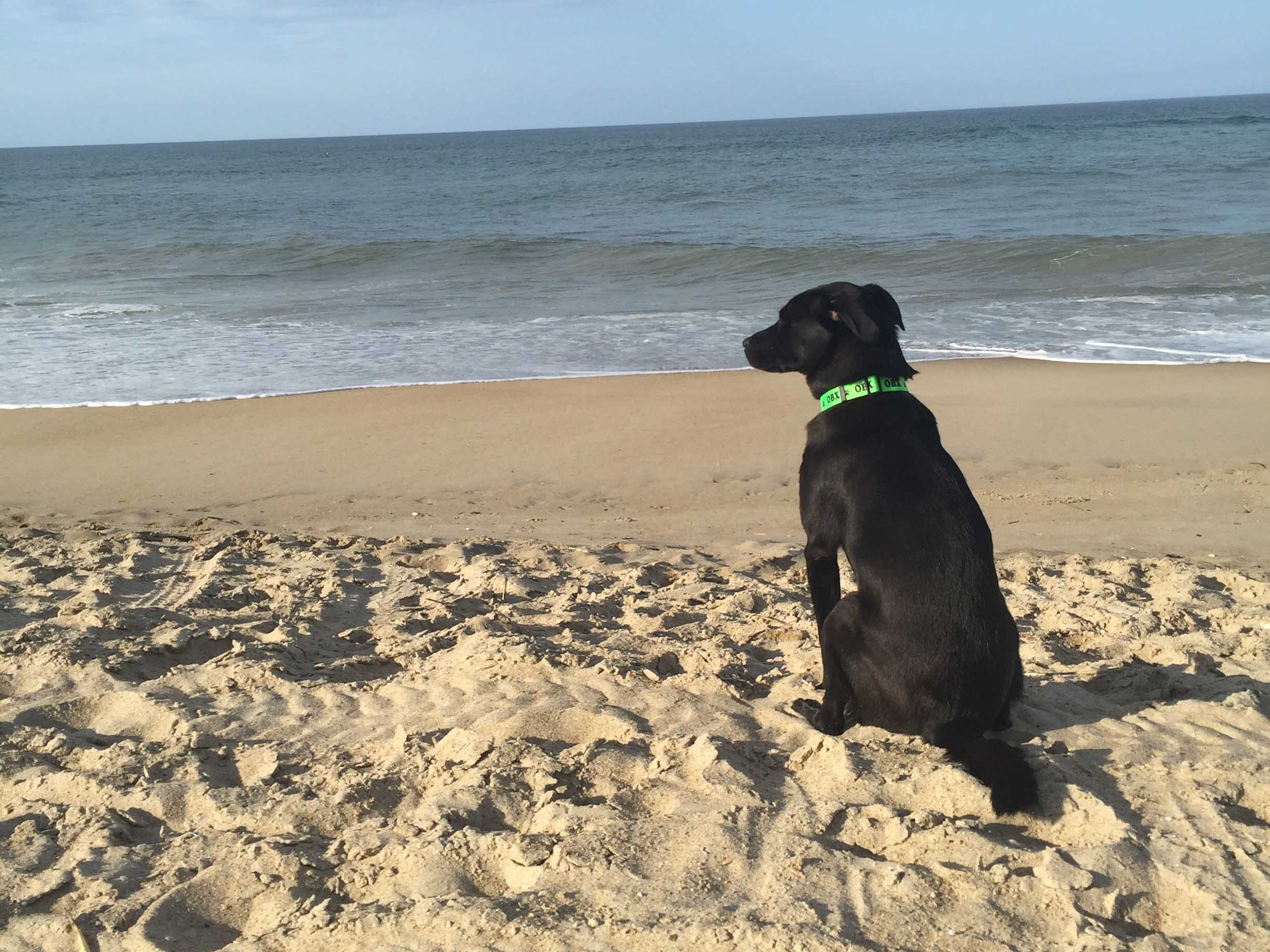 2016 OBX Photo Contest Sun Realty